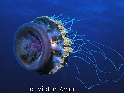 Crystal of Light by Victor Amor 
